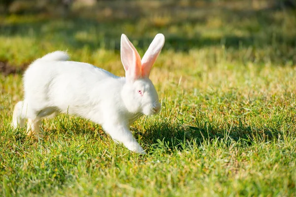 White Rabbit Jumping Green Grass — Stock Photo, Image