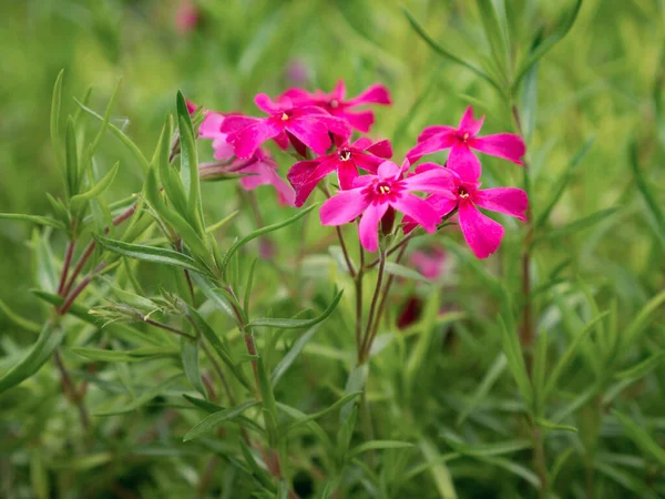 Downy Λουλούδια Phlox Πράσινο Φόντο Γρασίδι — Φωτογραφία Αρχείου