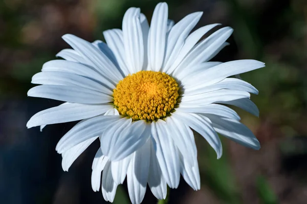 庭の白い野生のカモミールの花 ストックフォト