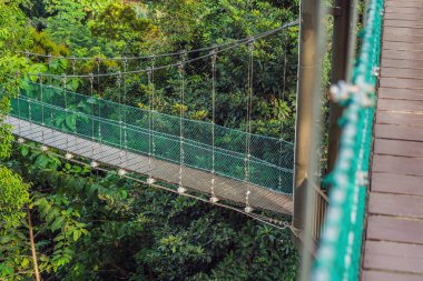 Kuala Lumpur ormanda üzerinde asma köprü