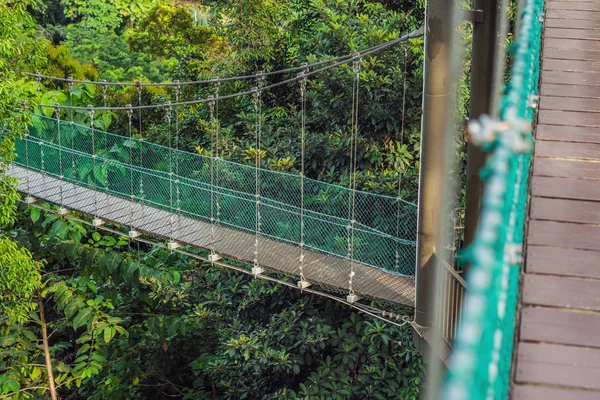 Kuala Lumpur ormanda üzerinde asma köprü