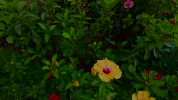 Weergave Van Gekleurde Bloemen Mooie Oude Plek Met Gebouwen Thailand — Stockvideo