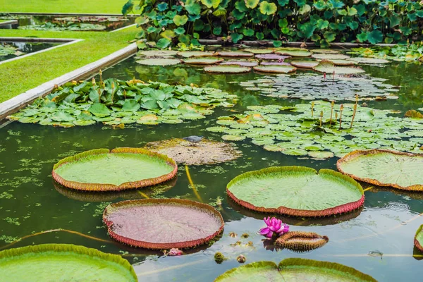 Blumen Von Victoria Amazonica Oder Victoria Regia Größte Wasserpflanzen Der — Stockfoto