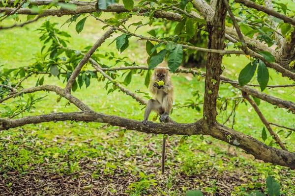 Macaco Sentado Árvore Comendo Uma Manga — Fotografia de Stock