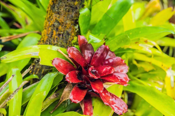 Plantas Tropicais Exóticas Molhadas Nas Florestas Após Chuva — Fotografia de Stock