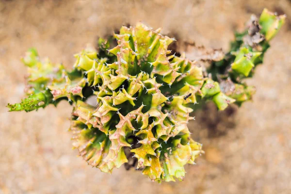 Succulente Cactus Terreno Sabbioso Tendenza Del Concetto Cactus — Foto Stock