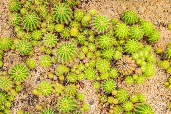Detailní Pohled Zelený Kaktus Jako Pozadí Pohled Shora Textury — Stock fotografie