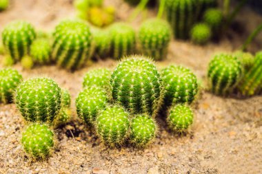 Portre görünümünde bir arka plan, üstten görünüm, doku olarak yeşil kaktüs.