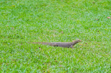 Varanus kertenkele çimenlerin üzerinde ön planda