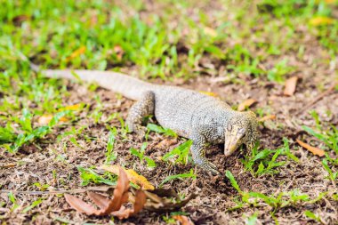 Varanus kertenkele çimenlerin üzerinde ön planda