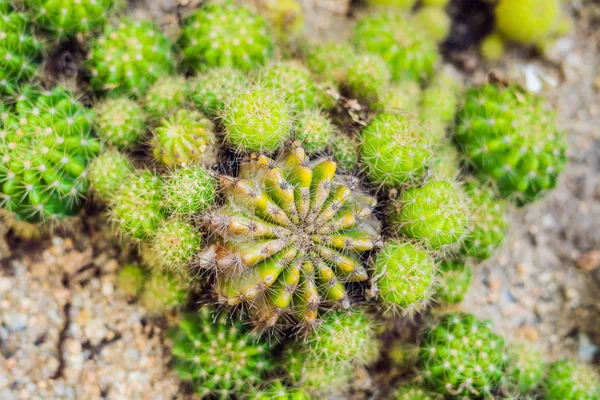 Vista Vicino Del Cactus Verde Come Sfondo Vista Dall Alto — Foto Stock