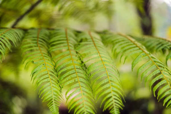 Sköna Ormbunkar Löv Grönt Lövverk Naturlig Blommig Ormbunke Bakgrund Solljus — Stockfoto