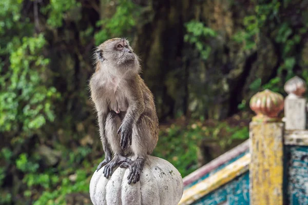 Affe Batu Höhlen Der Nähe Von Kuala Lumpur Malaysia Reisen — Stockfoto