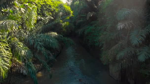 Tiro aéreo de um rio tropical com palmas e árvores crescendo em suas margens em trópicos — Vídeo de Stock