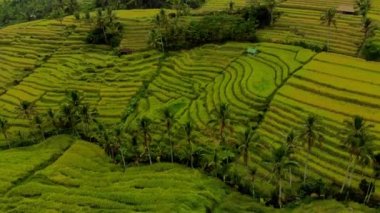 Güzel pirinç tarlaları Bali Adası'Sjaelland sırasında hava atış