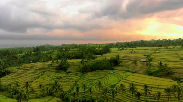 Aerial shot of a beautiful rice fields during sundet on the Bali island — Stock Video
