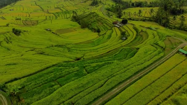 Légi felvétel a Jatiluwih zöld földterület falu. Rice teraszok a Bali szigetén lenyűgöző. Drone hátralépés és kamera borul fel — Stock videók