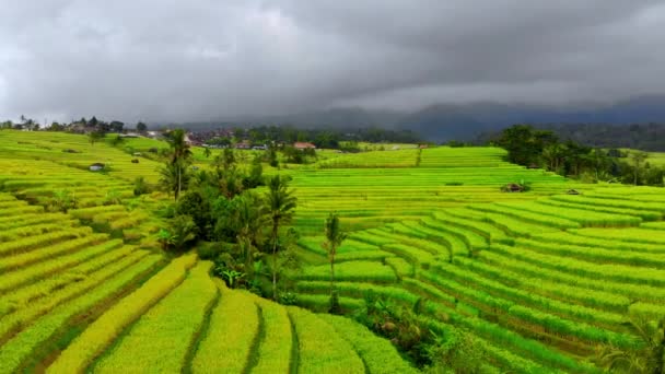 Luftaufnahme von jatiluwih green land village. atemberaubende Reisterrassen auf der Insel Bali. Drohne bewegt sich nach unten und macht dabei rechtes Panorama — Stockvideo