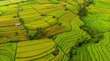 Güzel pirinç tarlaları Bali Adası'Sjaelland sırasında hava atış
