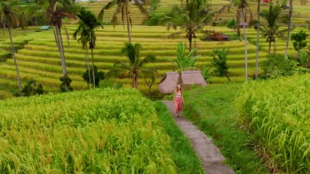 Aerial View Young Woman Walking Road Rice Fields — Stock Video