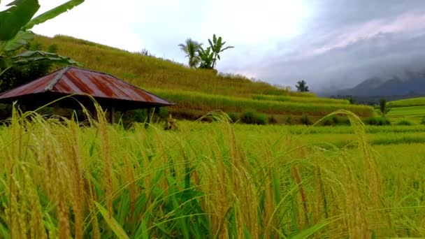 Aerial shot of a beautiful rice fields during sundet on the Bali island — Stock Video