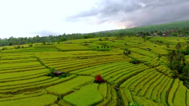 Luftaufnahme eines wunderschönen Reisfeldes bei Sonnenuntergang auf der Insel Bali — Stockvideo
