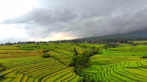 Tiro aéreo de um belo campo de arroz durante o pôr-do-sol na ilha de Bali — Vídeo de Stock