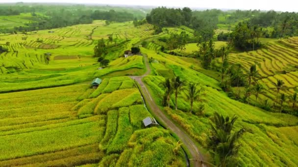 Tiro aéreo de um belo campo de arroz durante o pôr-do-sol na ilha de Bali — Vídeo de Stock