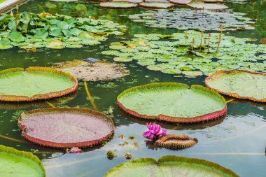 Victoria Amazonica veya Victoria Regia, Peru Amazon yağmur ormanları içinde dünyanın en büyük su bitki çiçek.