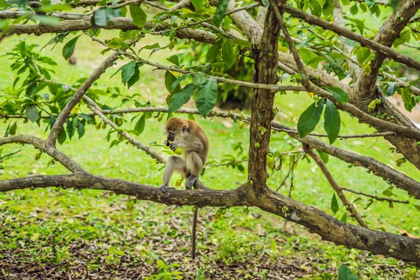 Mono Sentado Árbol Comiendo Mango — Foto de Stock