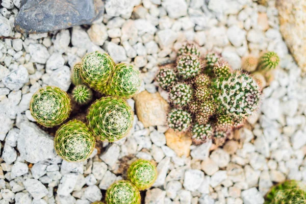 Park, closeup görünümü toprağa succulents kaktüsler