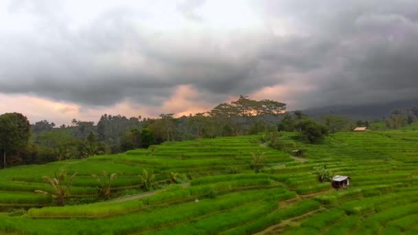 High Angle View Green Rice Terraces Bali Island — Stock Video