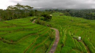 Genç bir kadın ve oğlu pirinç terasları Bali Adası'nda yürüyüş havadan görünümü
