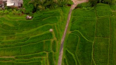 Küçük köy ve yeşil pirinç plantasyon Bali Adası havadan görünümü 