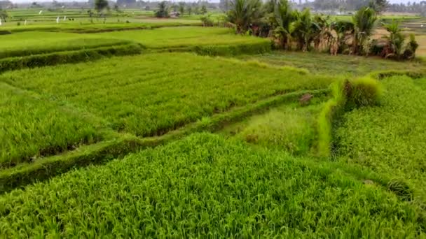 Νεαρός Άνδρας Περπατώντας Πεδίο Καταπράσινη Ρύζι Στο Νησί Του Μπαλί — Αρχείο Βίντεο