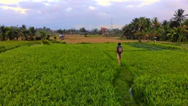 Légi felvétel, egy fiatal férfi séta gyönyörű rizsföldek, a Bali szigetén — Stock videók