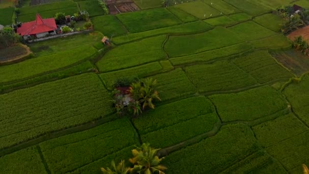 Zdjęcia lotnicze z pięknym ryżu pola podczas sundet na wyspie Bali — Wideo stockowe