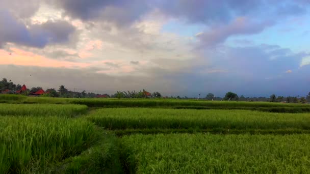 발리 섬에 sundet 동안 아름 다운 쌀 필드의 공중 탄 — 비디오