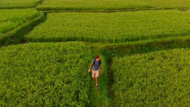 Foto aerea di un giovane uomo che cammina lungo bellissime risaie sull'isola di Bali — Video Stock