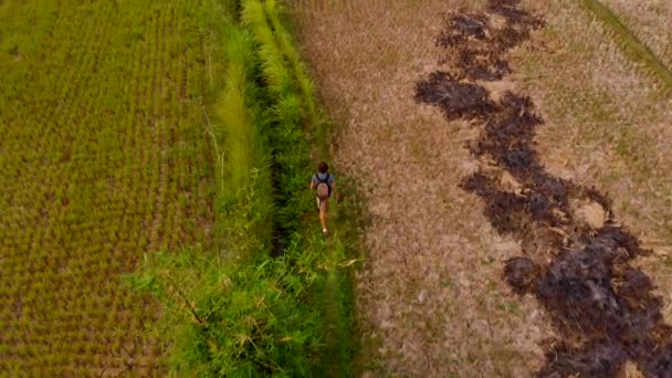 一个年轻男子的空中拍摄沿美丽的稻田在巴厘岛上行走 — 图库视频影像