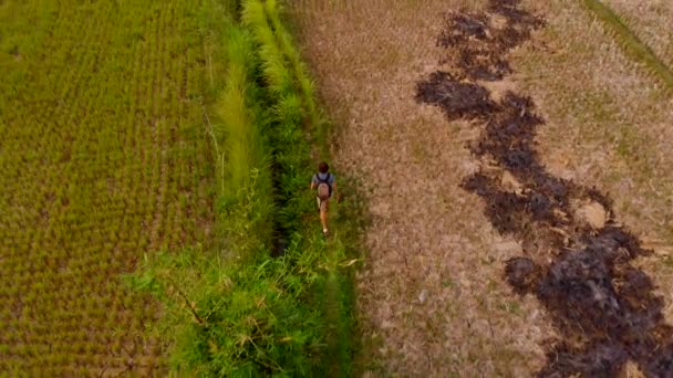 Vue aérienne d'un jeune homme marchant le long de magnifiques rizières sur l'île de Bali — Video