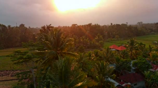 Luftaufnahme eines wunderschönen Reisfeldes bei Sonnenuntergang auf der Insel Bali — Stockvideo