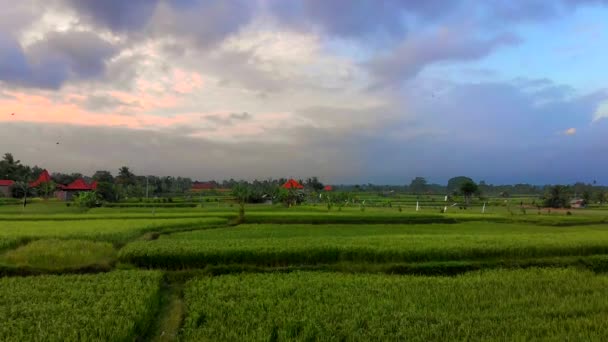 Снимок красивых рисовых полей во время забега на Бали — стоковое видео
