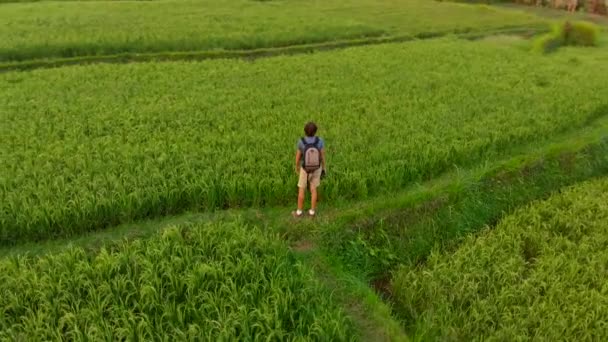 Aerial shot of a young man walking along beautiful rice fields on the Bali island — Stock Video