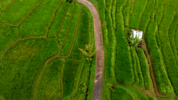 Foto aerea di una giovane donna e suo figlio che camminano lungo belle terrazze di riso sull'isola di Bali. drone in movimento verso l'alto — Video Stock