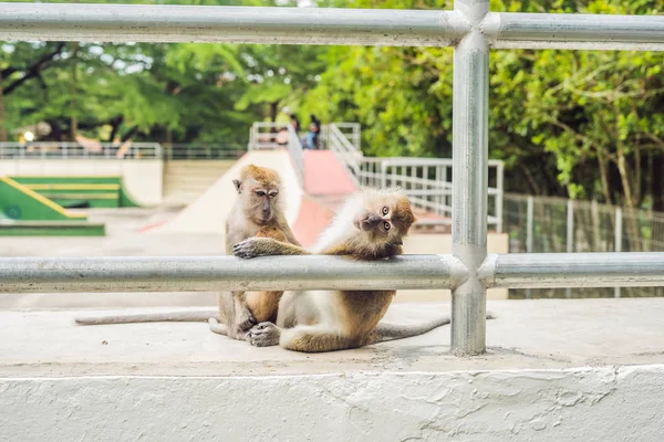 Dois Macacos Sentam Campo Esportes Procuram Pulgas Outro — Fotografia de Stock