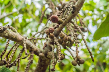 İncir ağacının dalında incir.