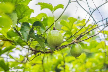 Closeup tutku meyve asma, seçici odak üzerinde.