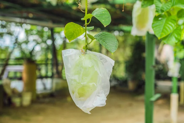 Organic guava grows in a plastic bag to protect against pests.