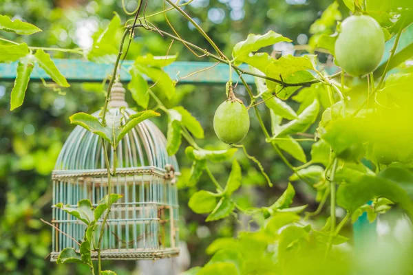 Closeup tutku meyve asma, seçici odak üzerinde.